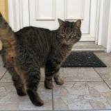 Picture of cat lost at Moissy Cramayel