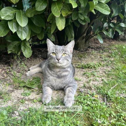 Foto einer verlorenen Katze in Bellevue