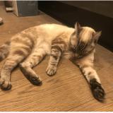 Picture of cat lost at Pace