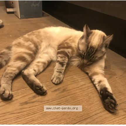 Photo 1/1 Cat reunited Lost in Pace