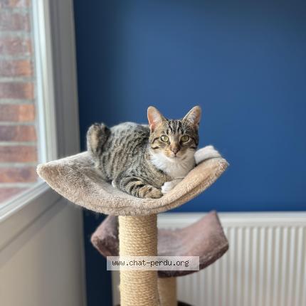 Photo 1/1 Ponyo Chat lost in Arras