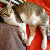 Picture of cat lost at Saint Martin Le Vinoux