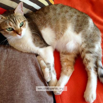 Photo 1/1 Choupi Chat lost in Saint martin le vinoux