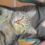 Picture of cat lost at Pau