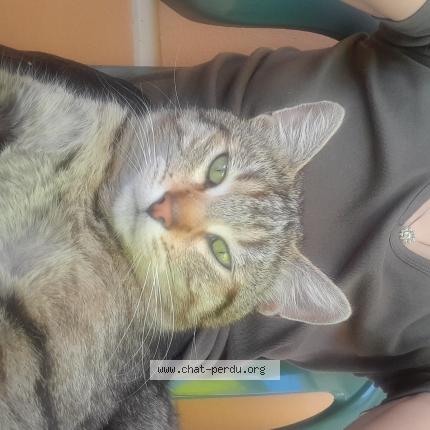 Photo 1/1 Coco Chat lost in Pau