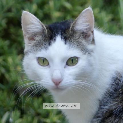 Photo 1/1 Zelda Chat lost in Chassiers