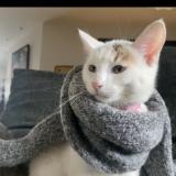 Picture of cat lost at Ceyrat