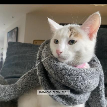 Photo 1/1 Clochette Chat lost in Ceyrat