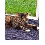 Picture of cat lost at St Hilaire De Clisson