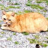 Picture of cat lost at Salignac