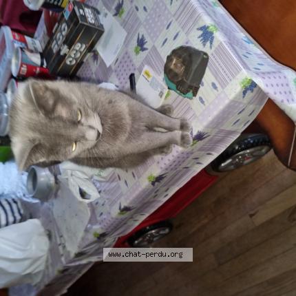 Photo 1/1 Sakura Chat lost in Ouzouer sur loire