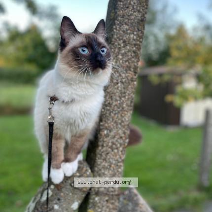 Foto van vermiste kat in Melsbroek