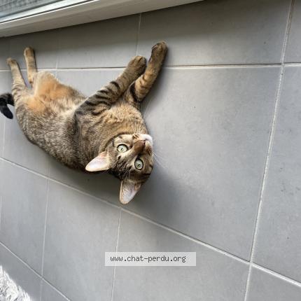 Photo 1/1 Jobop Chat lost in Labastide beauvoir