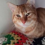 Picture of cat lost at Grenay