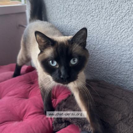 Foto einer verlorenen Katze in Neuchatel