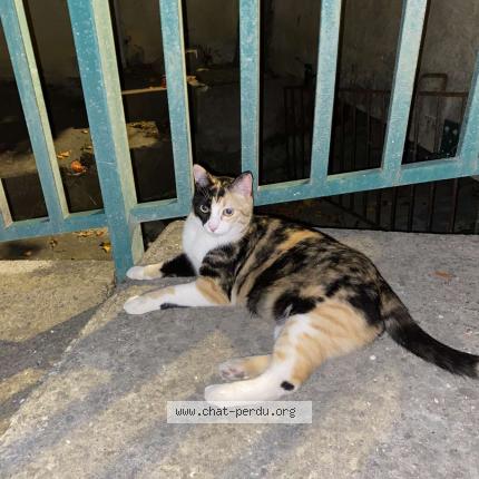 Photo 1/1 Found cat Found in Saint genies de fontedit