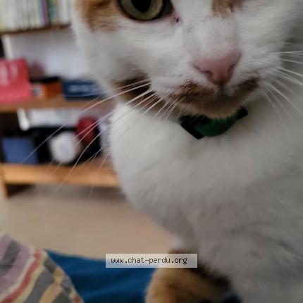 Photo 1/1 Dino Chat lost in Dompierre sur mer