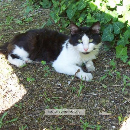 Photo 1/1 Found cat Found in Saumur