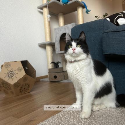 Foto einer verlorenen Katze in Chavannes De Bogis