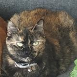 Picture of cat lost at Garches