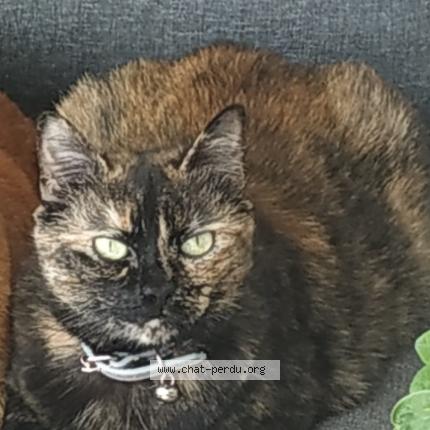 Photo 1/1 Zouzou Chat lost in Garches