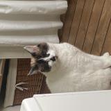 Picture of cat lost at Aillas