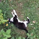 Picture of cat lost at Saint Genis De Saintonge