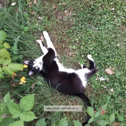 Photo 1/1 Peggy Sergent Chat lost in Saint genis de saintonge