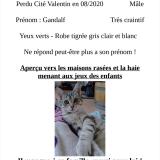 Picture of cat lost at Longvic