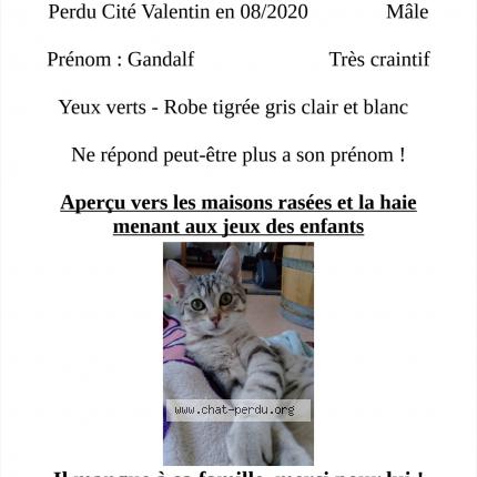 Photo 1/2 GANDALF Chat lost in Longvic