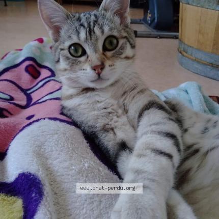 Photo 2/2 GANDALF Chat lost in Longvic