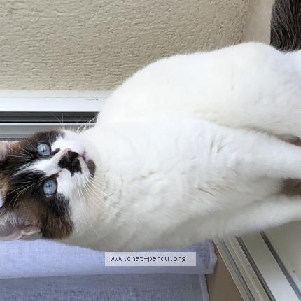 Photo 1/1 Rox Chat lost in Aillas