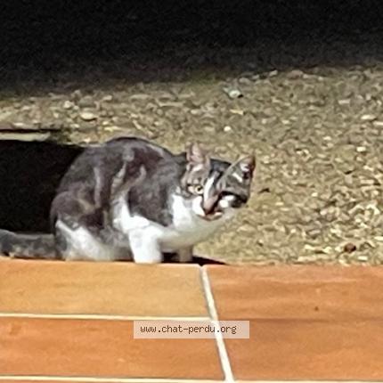 Photo 1/1 Found cat Found in Lege cap ferret