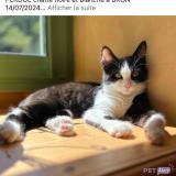 Picture of cat lost at Bron