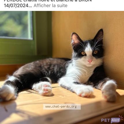 Photo 1/1 Yumi Chat lost in Bron