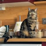 Picture of cat lost at Checy