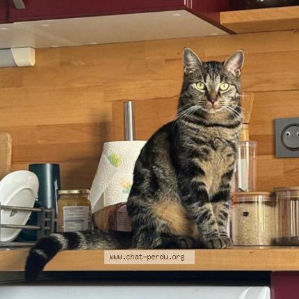 Photo 1/1 Toulouse Chat lost in Checy