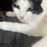 Picture of cat lost at La Landec