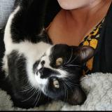 Picture of cat lost at Champniers Reilhac