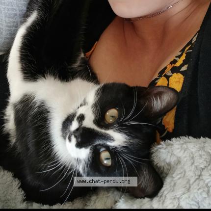 Photo 1/1 Cat reunited Lost in Champniers reilhac