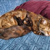 Picture of cat lost at Paris 18e Arrondissement