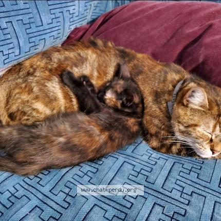 Photo 1/1 Cat reunited Lost in Paris 18e arrondissement