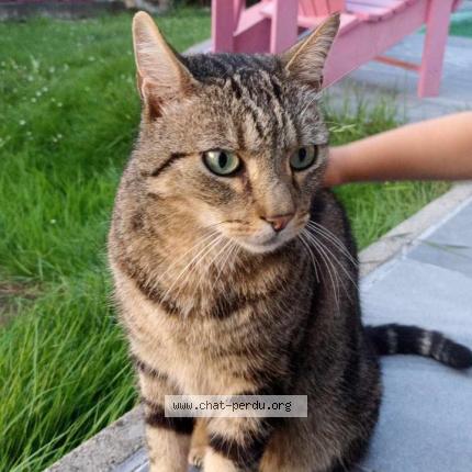 Foto 1/1 Kat teruggevonden Vermist in Wepion