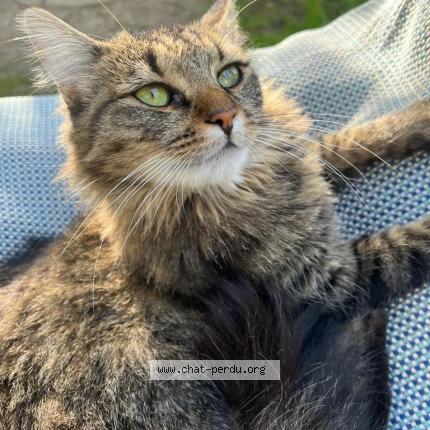Foto 1/1 Wiedergefundene Katze Verloren in Corsier
