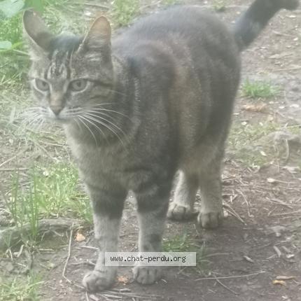 Photo 1/1 Found cat Found in Saint etienne