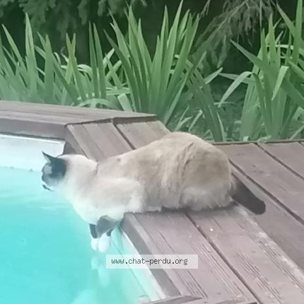 Photo 1/1 Sacrée Chat lost in Avignon