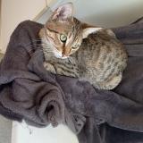 Picture of cat lost at Aubazine