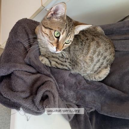 Photo 1/1 Simba Chat lost in Aubazine