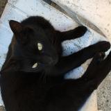 Picture of cat lost at Laberliere