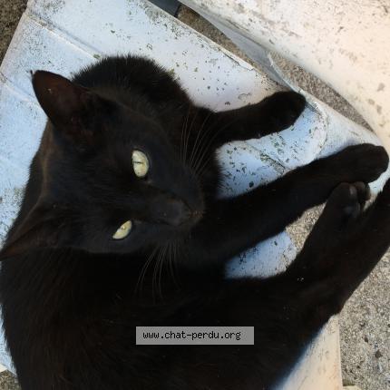 Photo 1/1 Merlin Chat lost in Laberliere